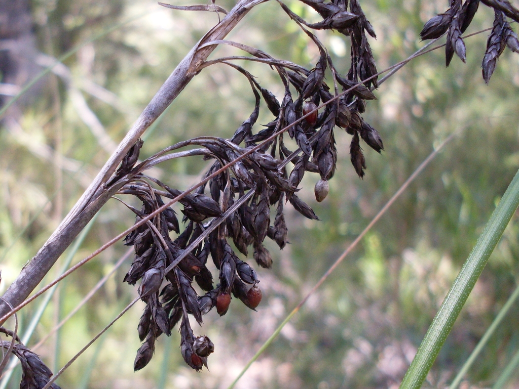 Gahnia erythrocarpa
