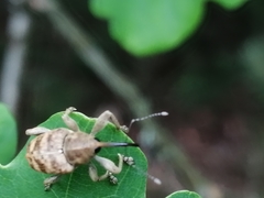 Curculio venosus