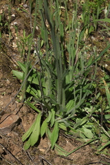 Pilosella cymosa