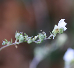 Linaria repens