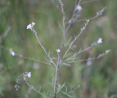 Linaria repens