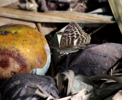 Apectinaria