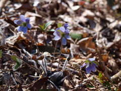 Hepatica acutiloba