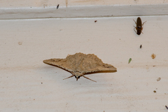 Aeolochroma quadrilinea