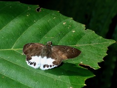 Tagiades ultra