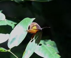 Acraea epaea epaea