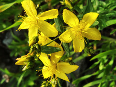 Hypericum elegans