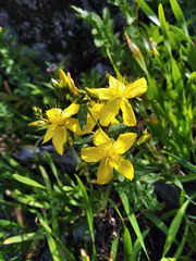 Hypericum elegans