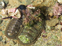 Chitonina