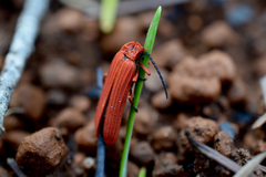 Dictyoptera simplicipes