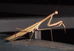 Tenodera costalis