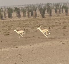 Gazella subgutturosa