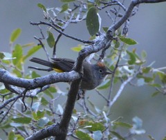 Leiothlypis crissalis