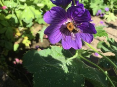 Bombus hypnorum