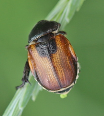 Anisoplia austriaca