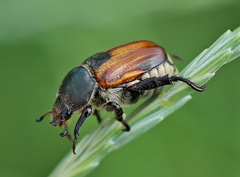 Anisoplia austriaca