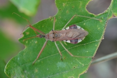 Epidaus tuberosus