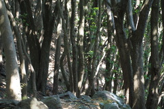 Quercus phillyreoides