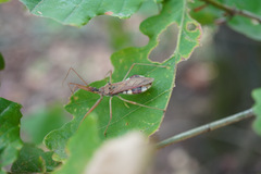 Epidaus tuberosus