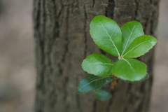 Quercus phillyreoides