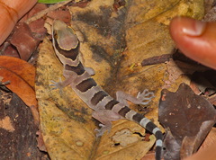 Cyrtodactylus intermedius