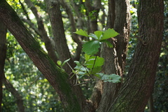 Quercus dentata