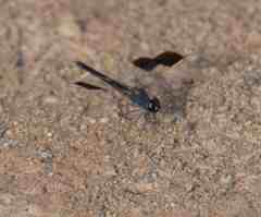 Brachythemis