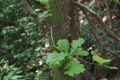 Quercus dentata