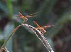 Brachythemis lacustris
