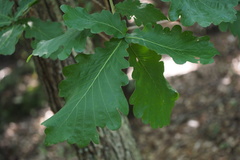 Quercus dentata