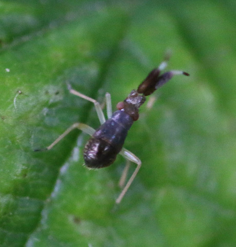 Common Flathorn Plant Bug