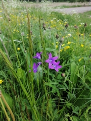 Campanula patula