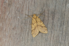 Lophocampa catenulata