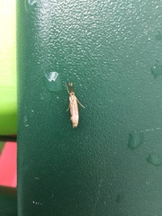 Lepidoptera