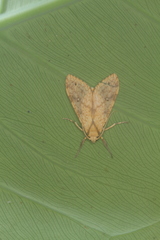 Lophocampa debilis