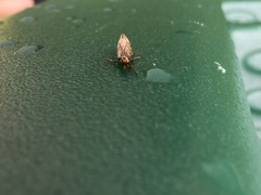 Lepidoptera