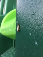 Lepidoptera