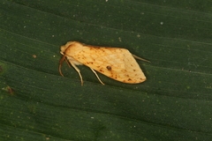 Lophocampa montana