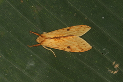 Lophocampa montana