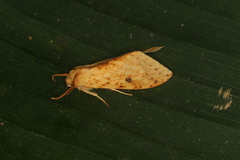 Lophocampa montana