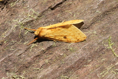 Lophocampa montana