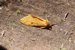 Lophocampa montana