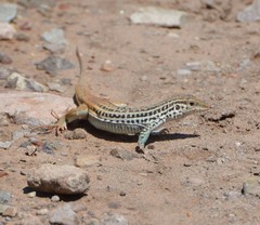 Aspidoscelis scalaris