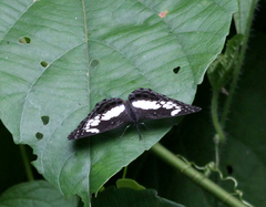 Neptidopsis ophione ophione