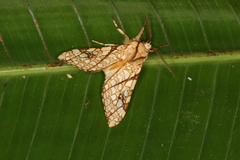 Lophocampa propinqua