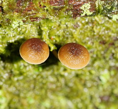 Simocybe phlebophora