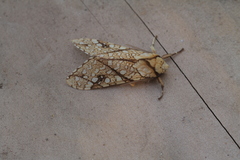 Lophocampa propinqua