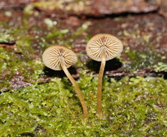 Simocybe phlebophora