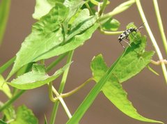 Chlorophorus macaumensis