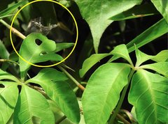 Chlorophorus macaumensis